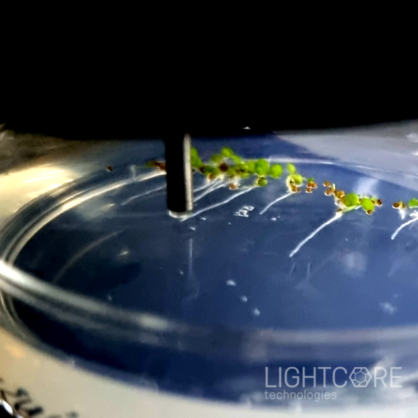 InSplorer multiphoton flexible micro-endoscop. Application example.